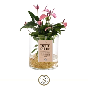 Aqua Roots Cilinder Straight - Zizou