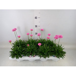 Armeria pseud. 'Dreameria Sweet Dr'