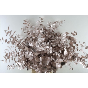 Euc Cinerea Champagne