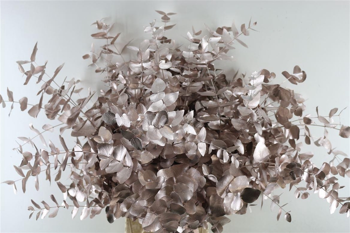 <h4>Euc Cinerea Champagne</h4>