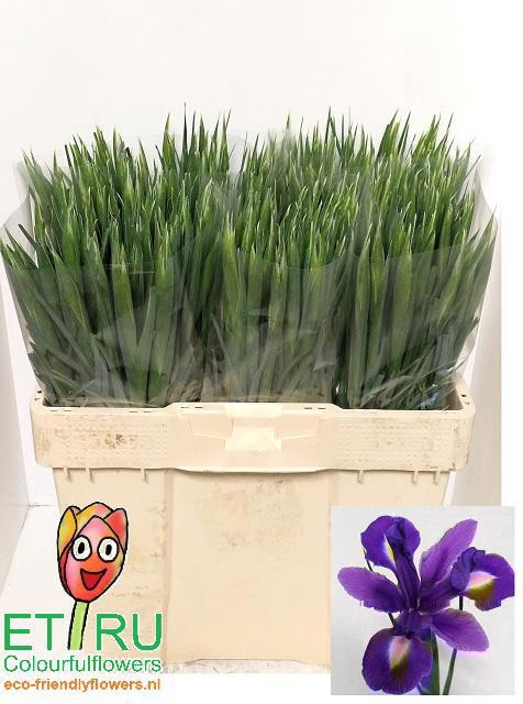 <h4>IRIS BLUE MAGIC</h4>