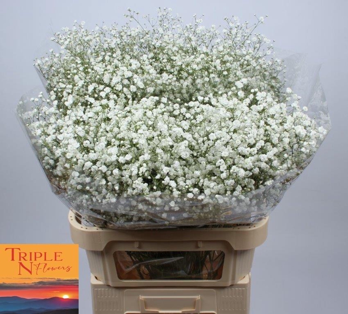 <h4>GYPS PA XLENCE</h4>