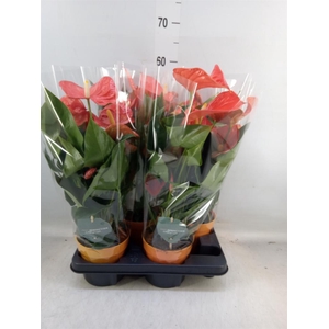 Anthurium andr. 'Atlas'