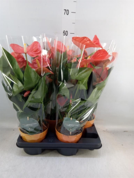 <h4>Anthurium andr. 'Atlas'</h4>
