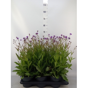 Verbena rigida