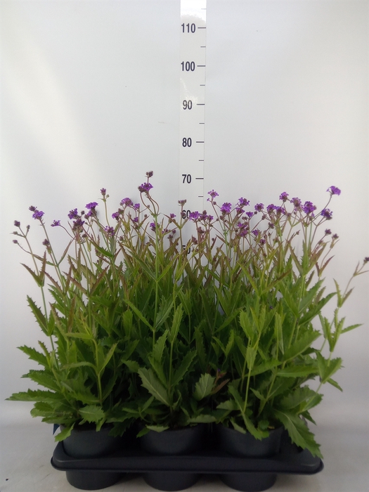 <h4>Verbena rigida</h4>