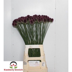 ALLIUM SPHAER