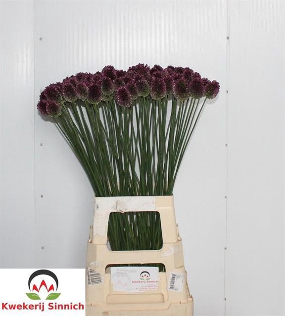 ALLIUM SPHAER