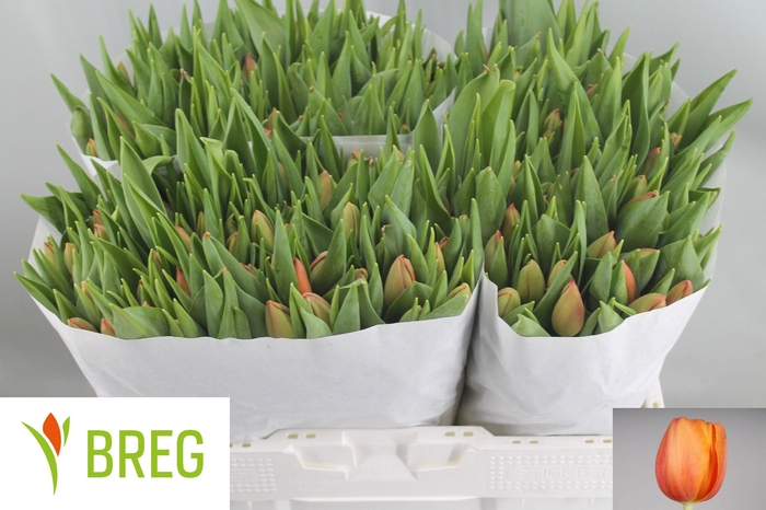 <h4>TU EN DELTA STORM</h4>