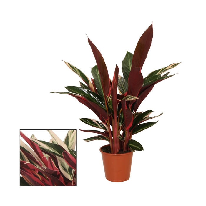 <h4>Calathea 19cm Triostar (Stromanthe)</h4>