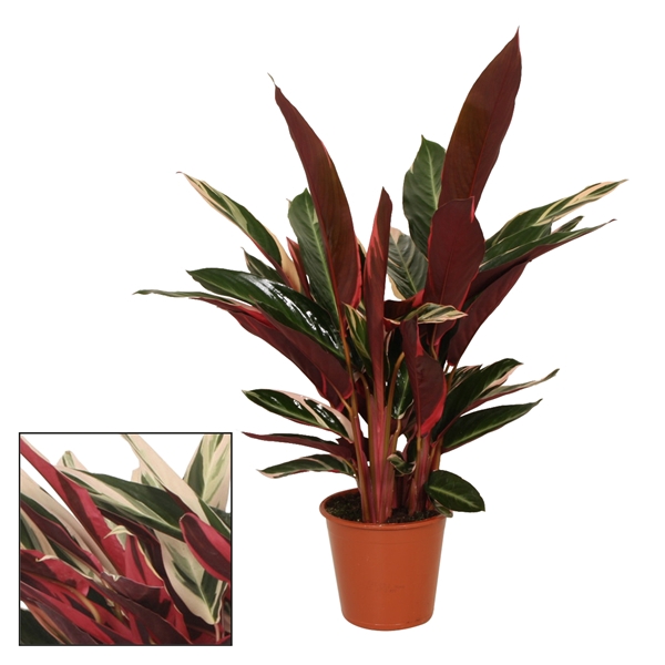 <h4>Calathea 19cm Triostar (Stromanthe)</h4>