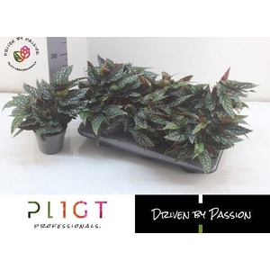 Begonia BD mac. 'Spotlight Green'