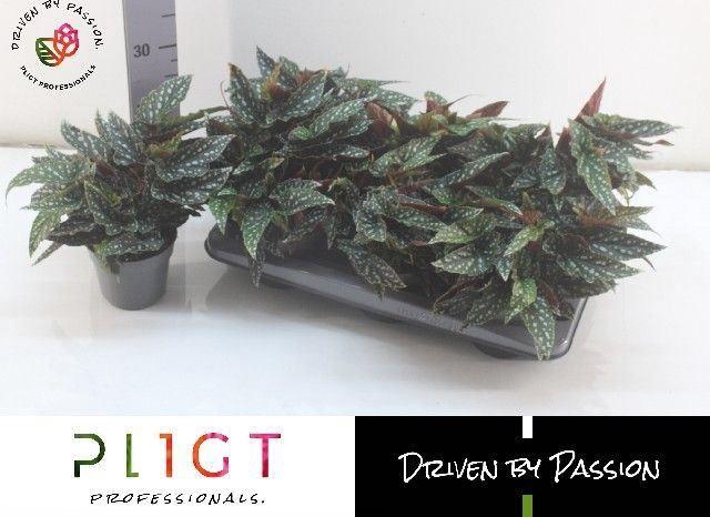 <h4>Begonia BD mac. 'Spotlight Green'</h4>