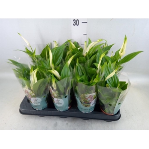 Spathiphyllum  'Pearl Cupido'