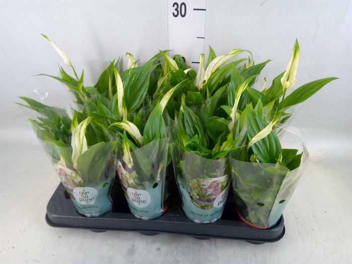 <h4>Spathiphyllum 'Pearl Cupido'</h4>