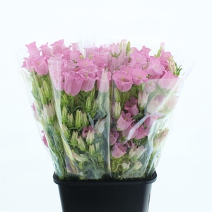 Campanula Med Champion Pink