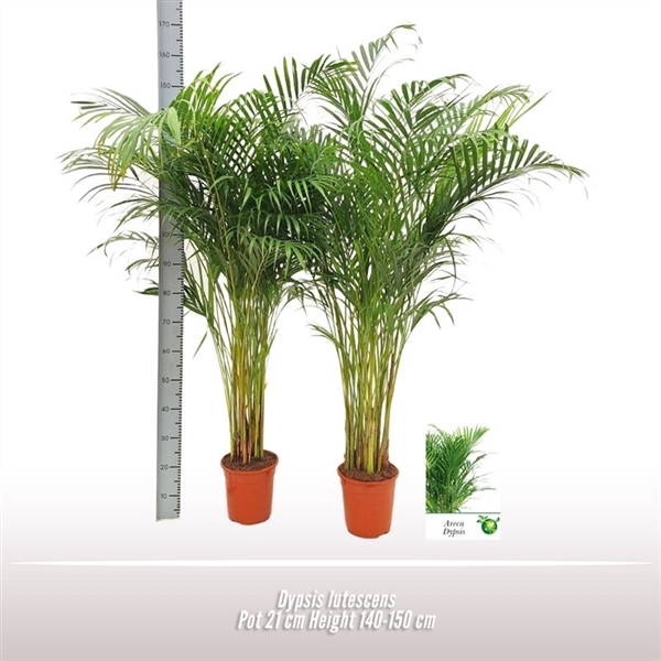<h4>Dypsis lutescens</h4>