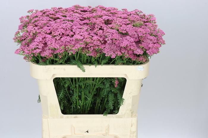 <h4>Achillea Anita\ Daphne</h4>