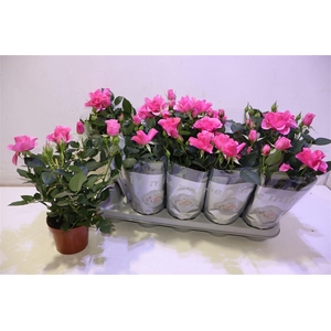 arr8 Ro D Pink B Monde