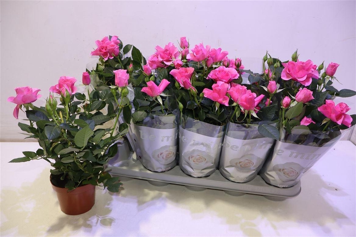 <h4>arr8 Ro D Pink B Monde</h4>