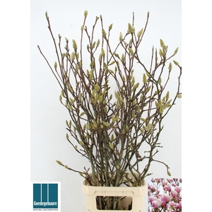 MAGNOLIA GRANDIFLORA