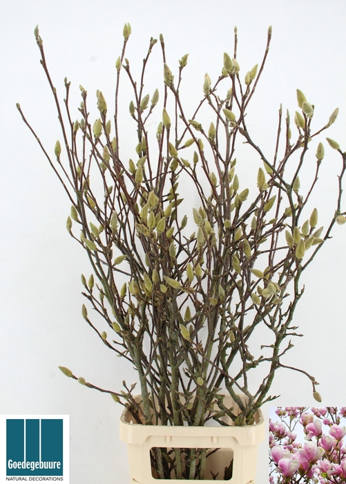 <h4>MAGNOLIA GRANDIFLORA</h4>