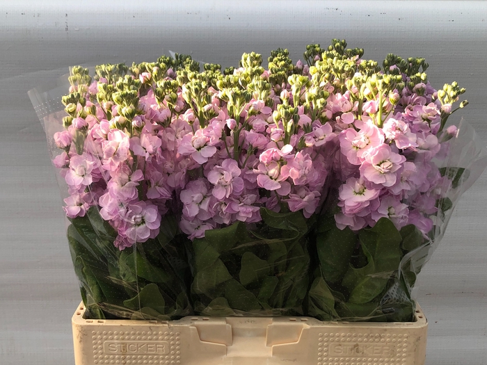 <h4>MATTH MATHILDA PINK</h4>