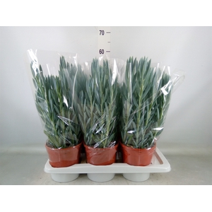 Curio ficoides 'Mount everest'