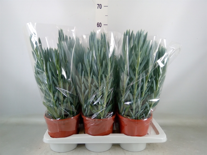<h4>Curio ficoides 'Mount everest'</h4>