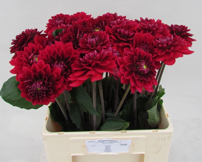 <h4>DAHL RED RUNNER</h4>