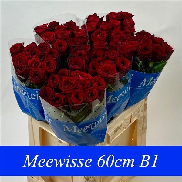 <h4>R Gr Red Naomi! 60cm B1 34</h4>