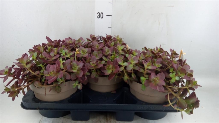 <h4>Sedum   ...</h4>