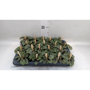 Peperomia albov. 'Piccolo Banda'