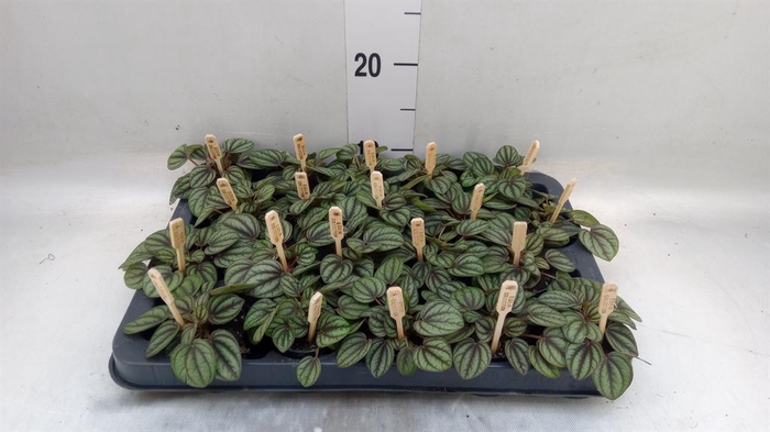 <h4>Peperomia albov. 'Piccolo Banda'</h4>