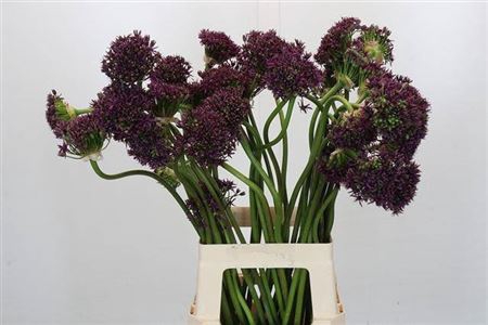 <h4>Allium Cherry Crazy Artistiek</h4>