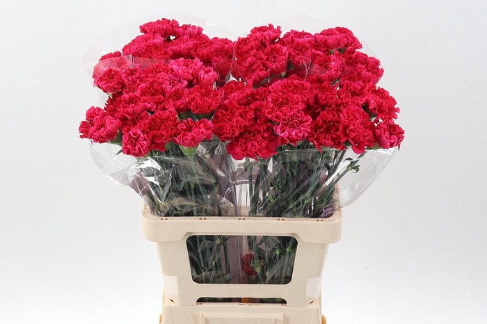 <h4>Di St Bizet EMF</h4>