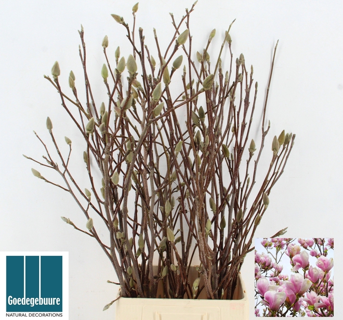 <h4>MAGNOLIA GRANDIFLORA</h4>