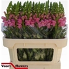 Antirrhinum Po Pink
