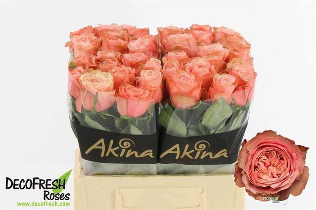 <h4>Rosa large kahala</h4>