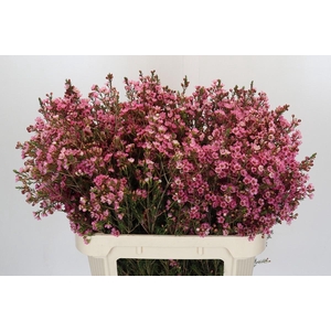 Chamelaucium Sarah's Delight