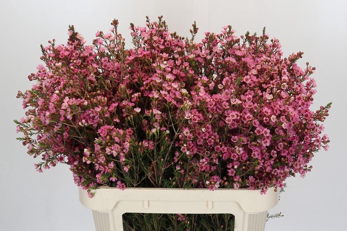 <h4>Chamelaucium Sarah's Delight</h4>