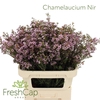 Chamelaucium Nir