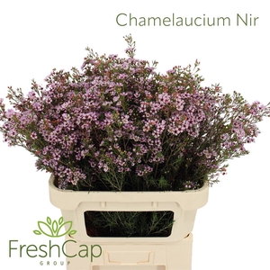 Chamelaucium Nir