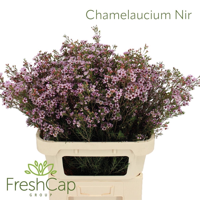 Chamelaucium Nir