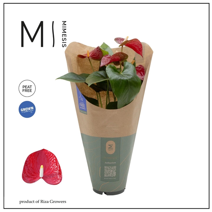 <h4>Anthurium - KARMA Red | 12cm | ECO/KRAFT SLEEVE</h4>