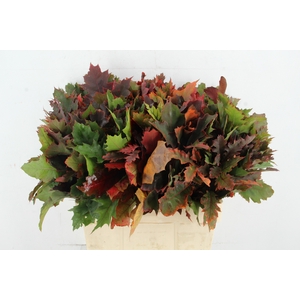 QUERC RUBRA 60CM
