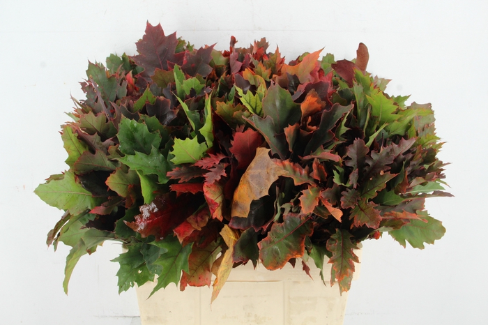 <h4>QUERC RUBRA 60CM</h4>