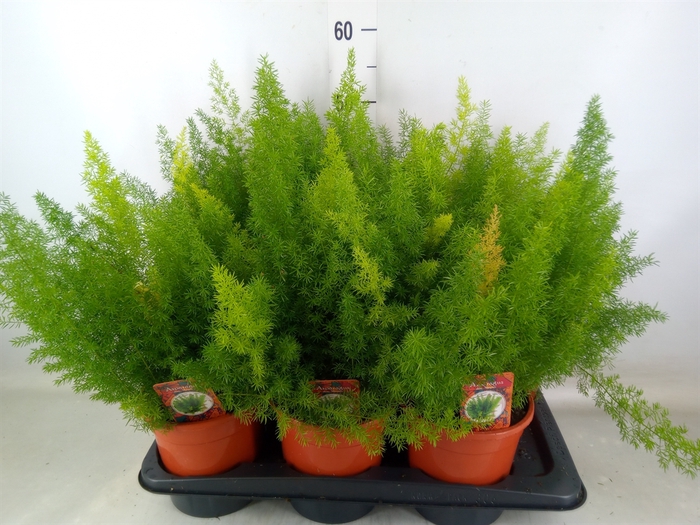 <h4>Asparagus dens. 'Meyers'</h4>