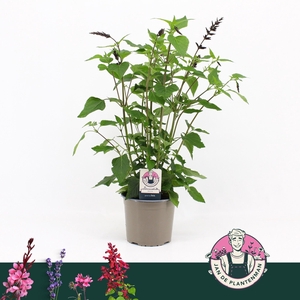 SALVIA OV