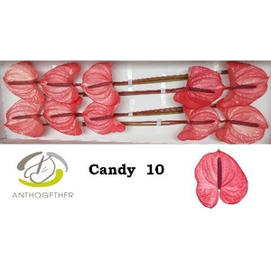 Anth A Candy 15 cm X10 Spek Flowers